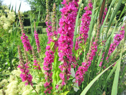 Blutweiderich - Lythrum salicaria
